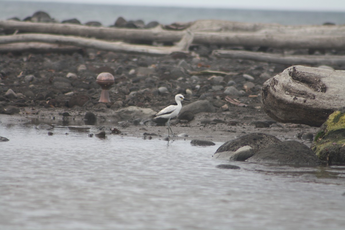 Crab-Plover - ML646122046