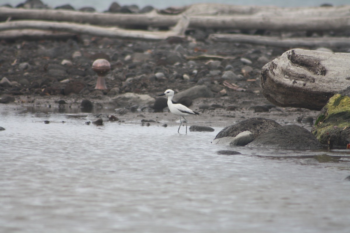 Crab-Plover - ML646122048