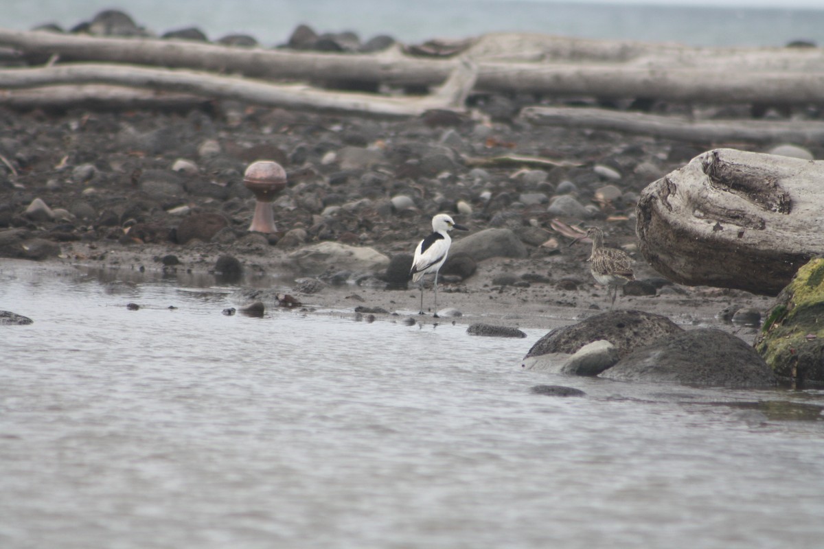 Crab-Plover - ML646122049