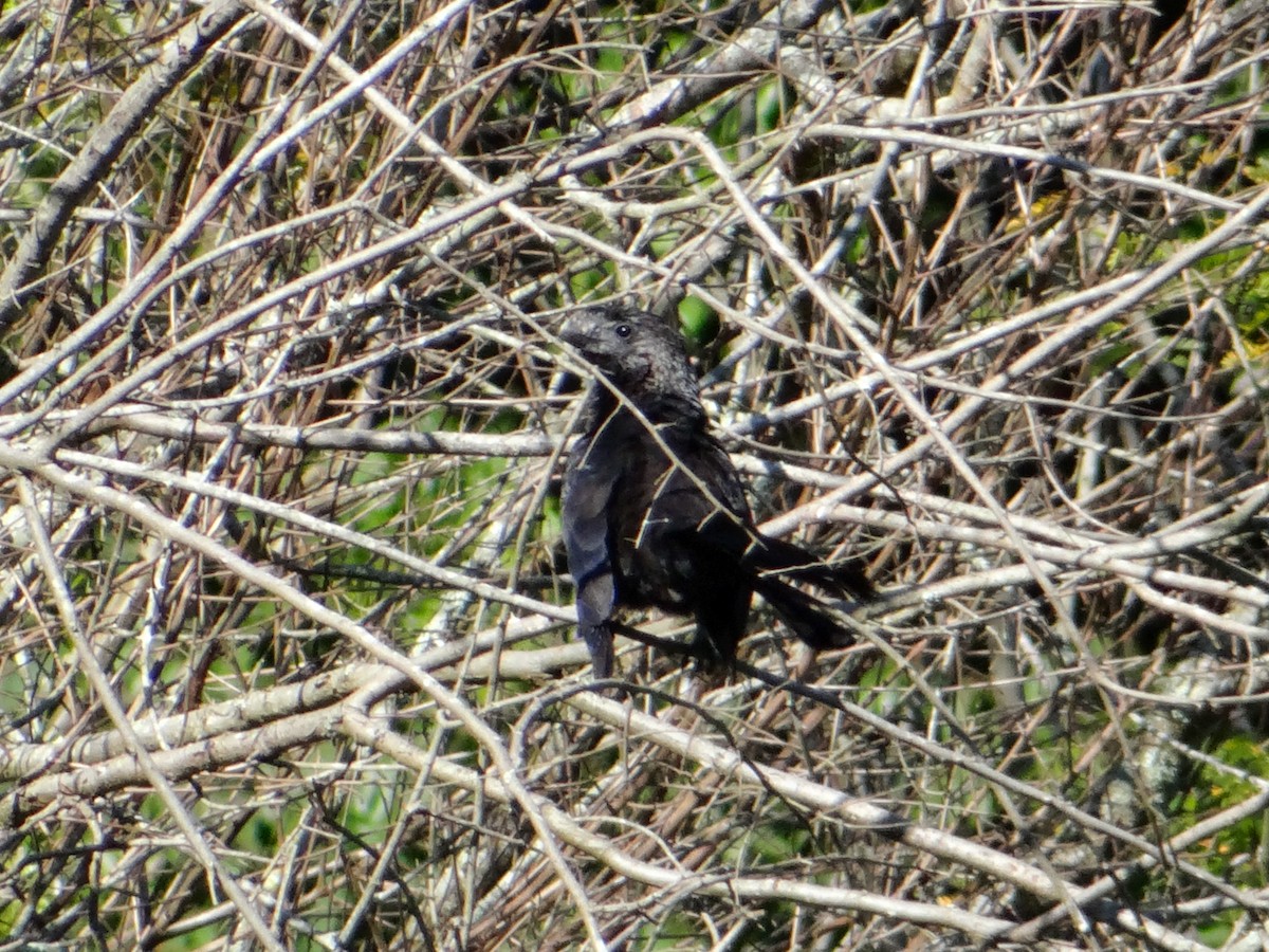 Smooth-billed Ani - ML646122051