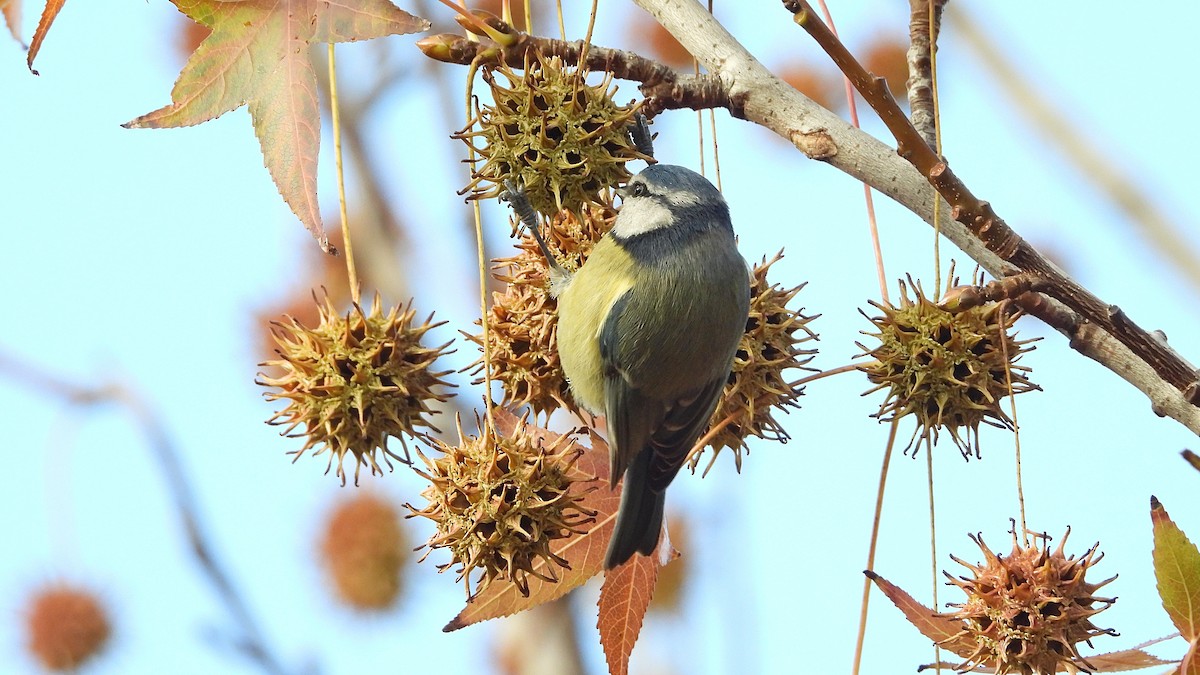 Eurasian Blue Tit - ML646122052