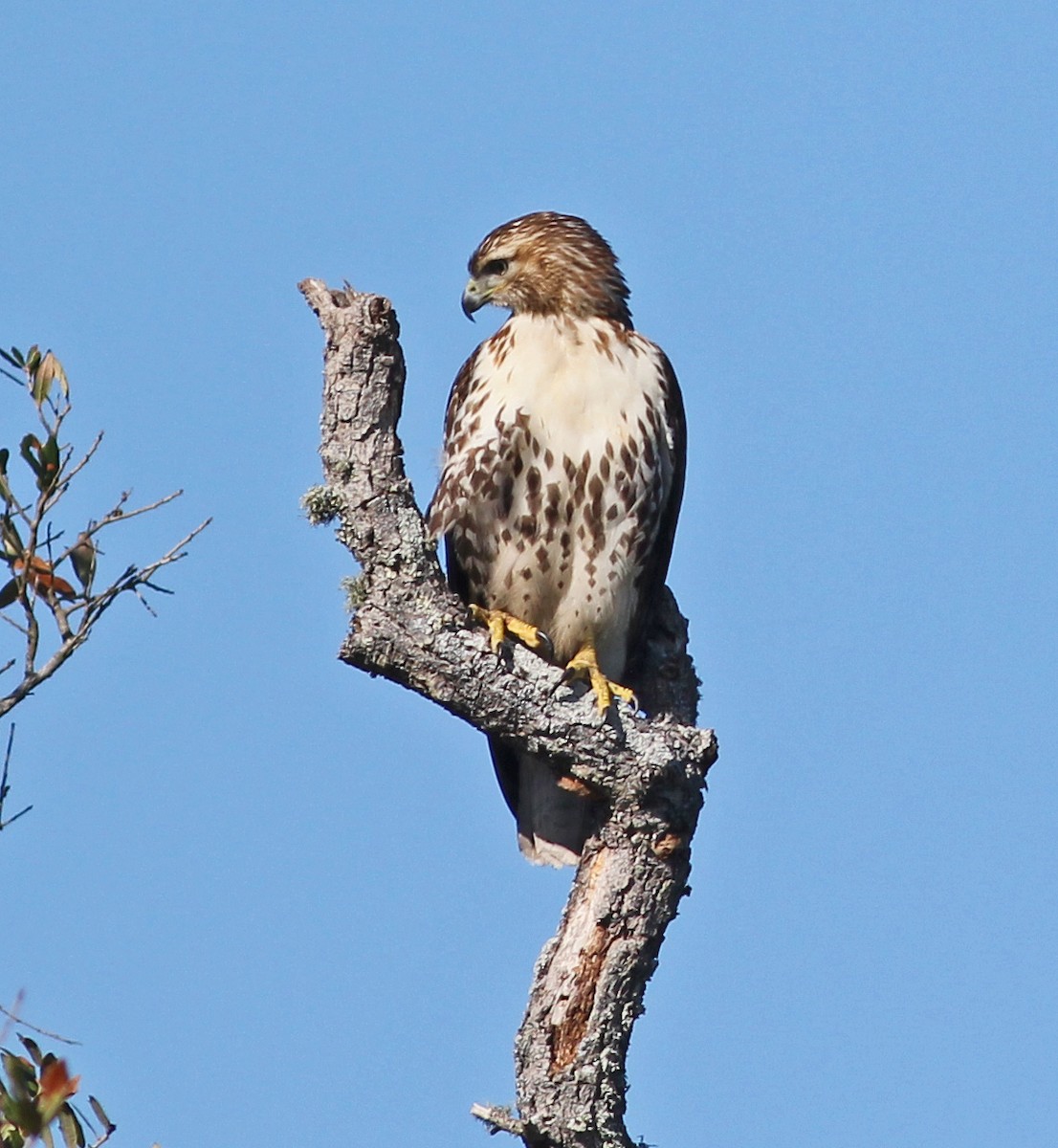 Red-tailed Hawk - ML646122054