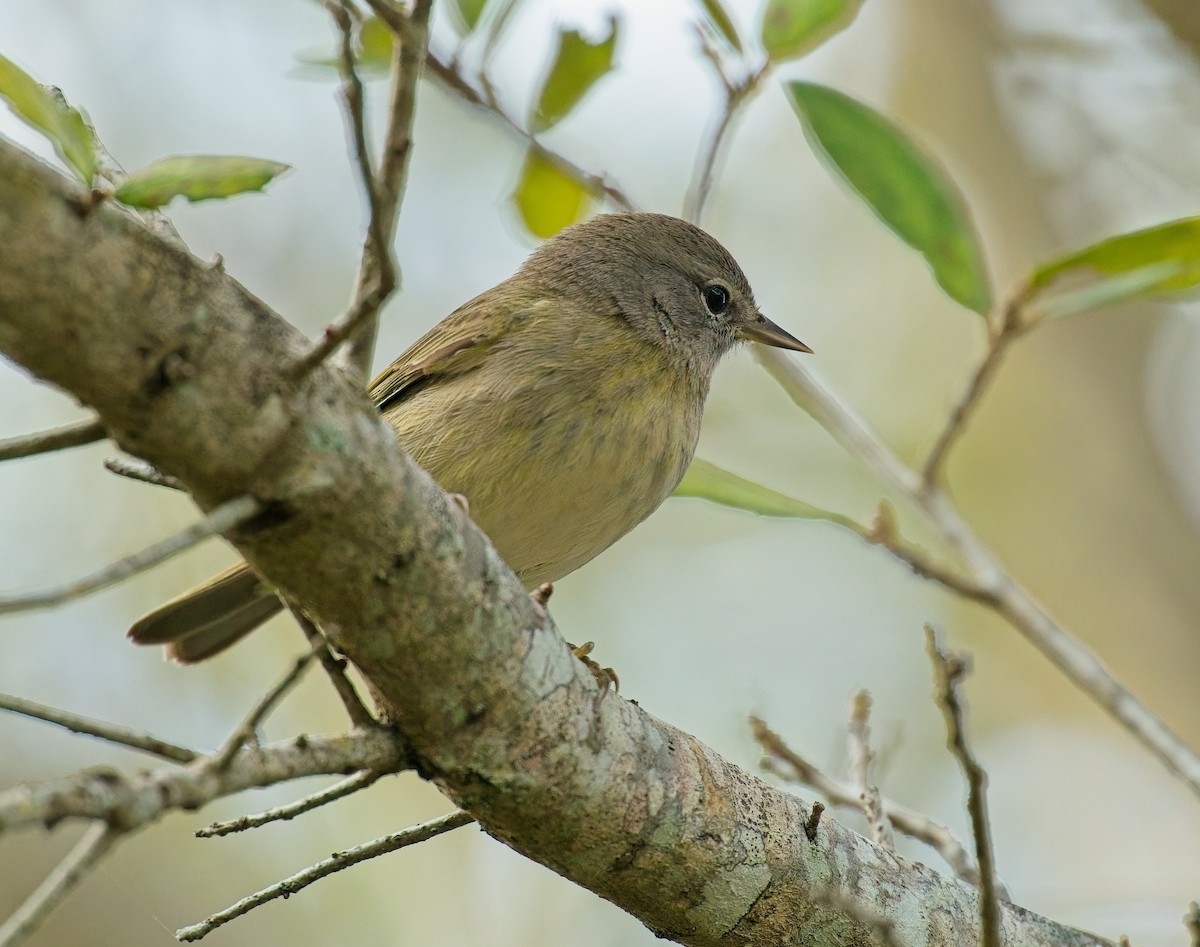 Orange-crowned Warbler - ML646122055
