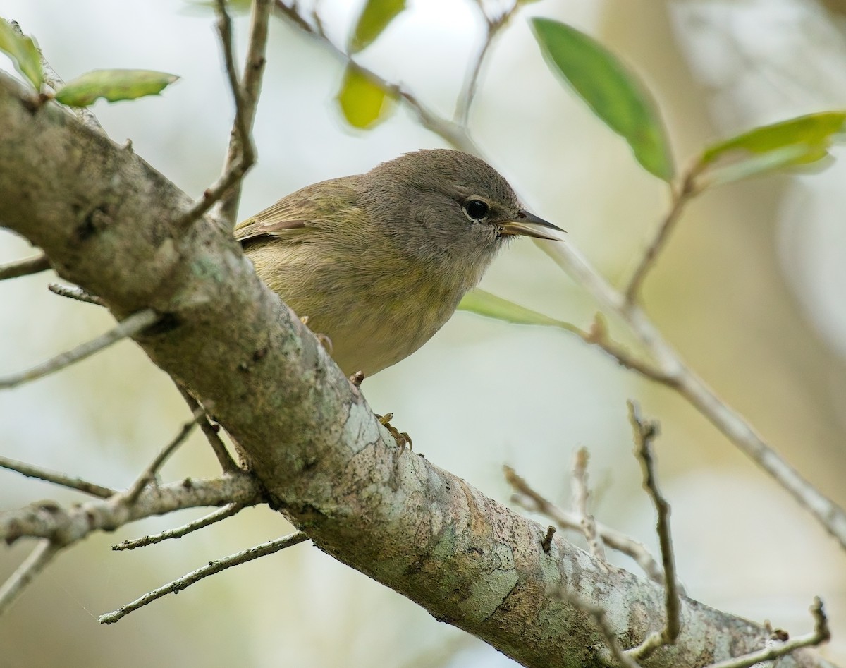 Orange-crowned Warbler - ML646122056