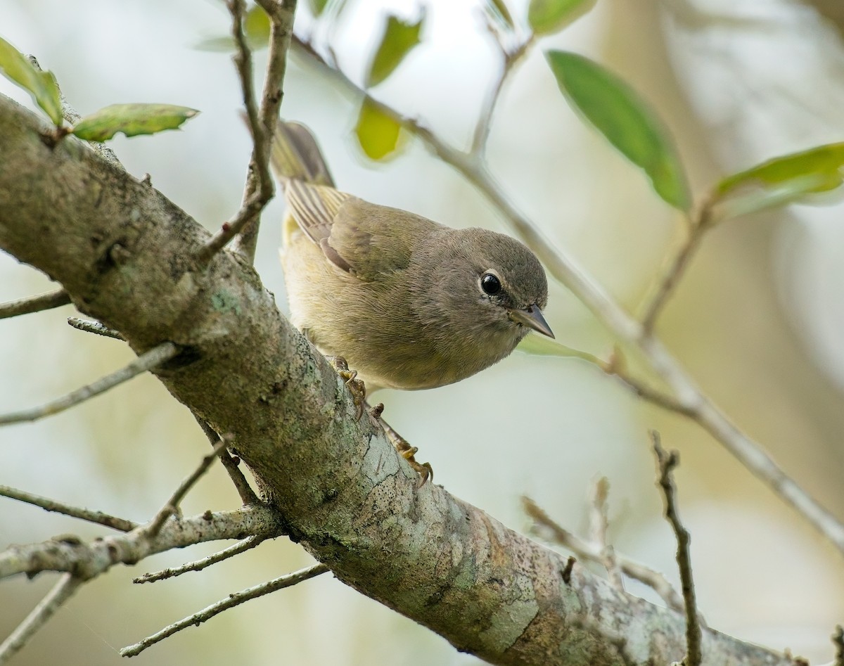 Orange-crowned Warbler - ML646122057