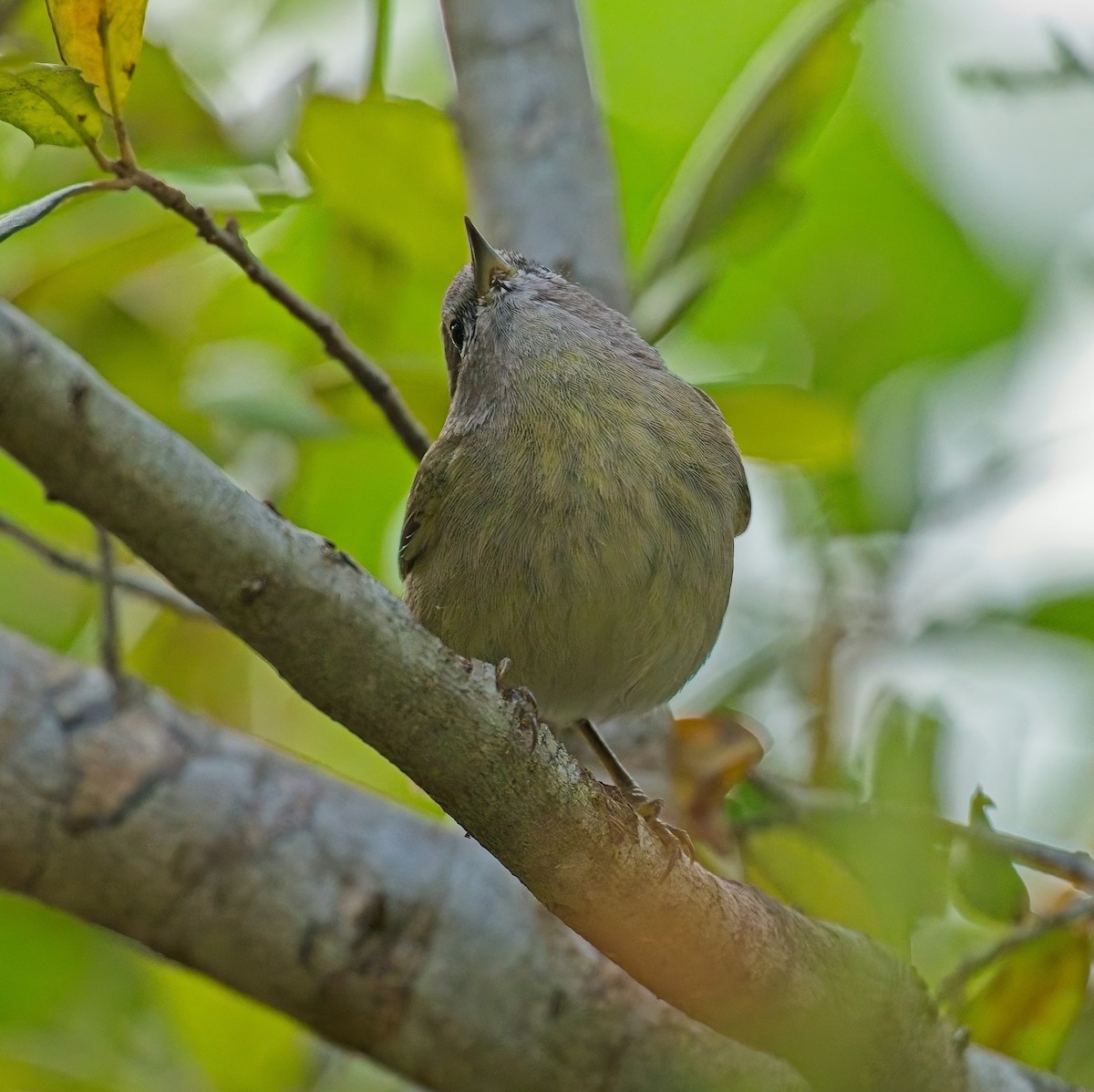 Orange-crowned Warbler - ML646122058