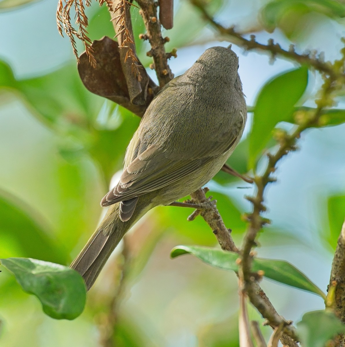 Orange-crowned Warbler - ML646122059