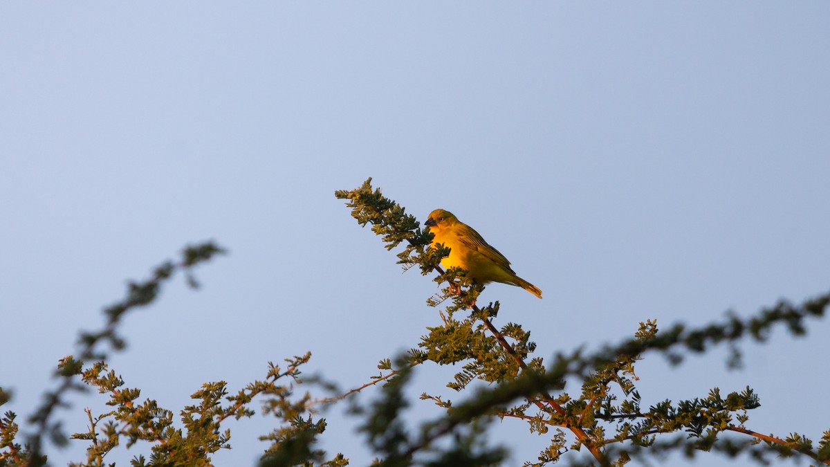 Holub's Golden-Weaver - ML646122061