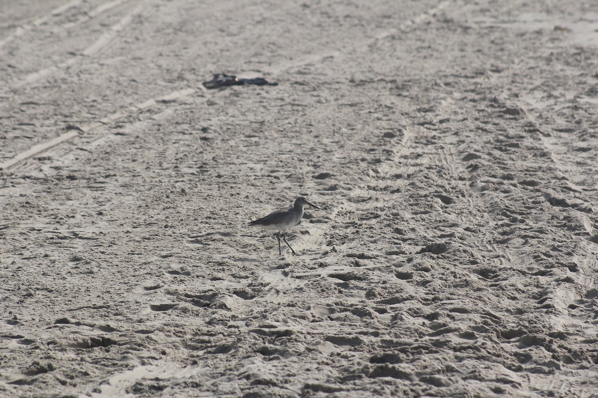 美洲黃足鷸 - ML646122065