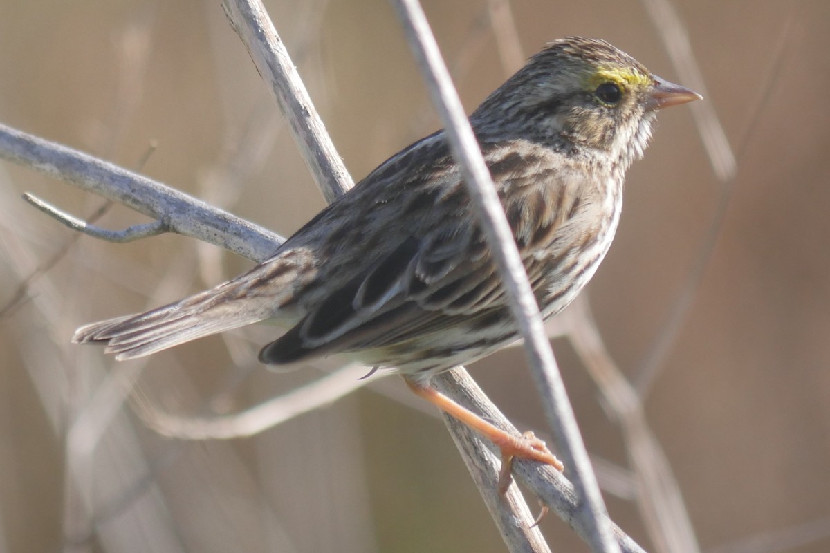 Savannah Sparrow (Belding's) - ML646122070