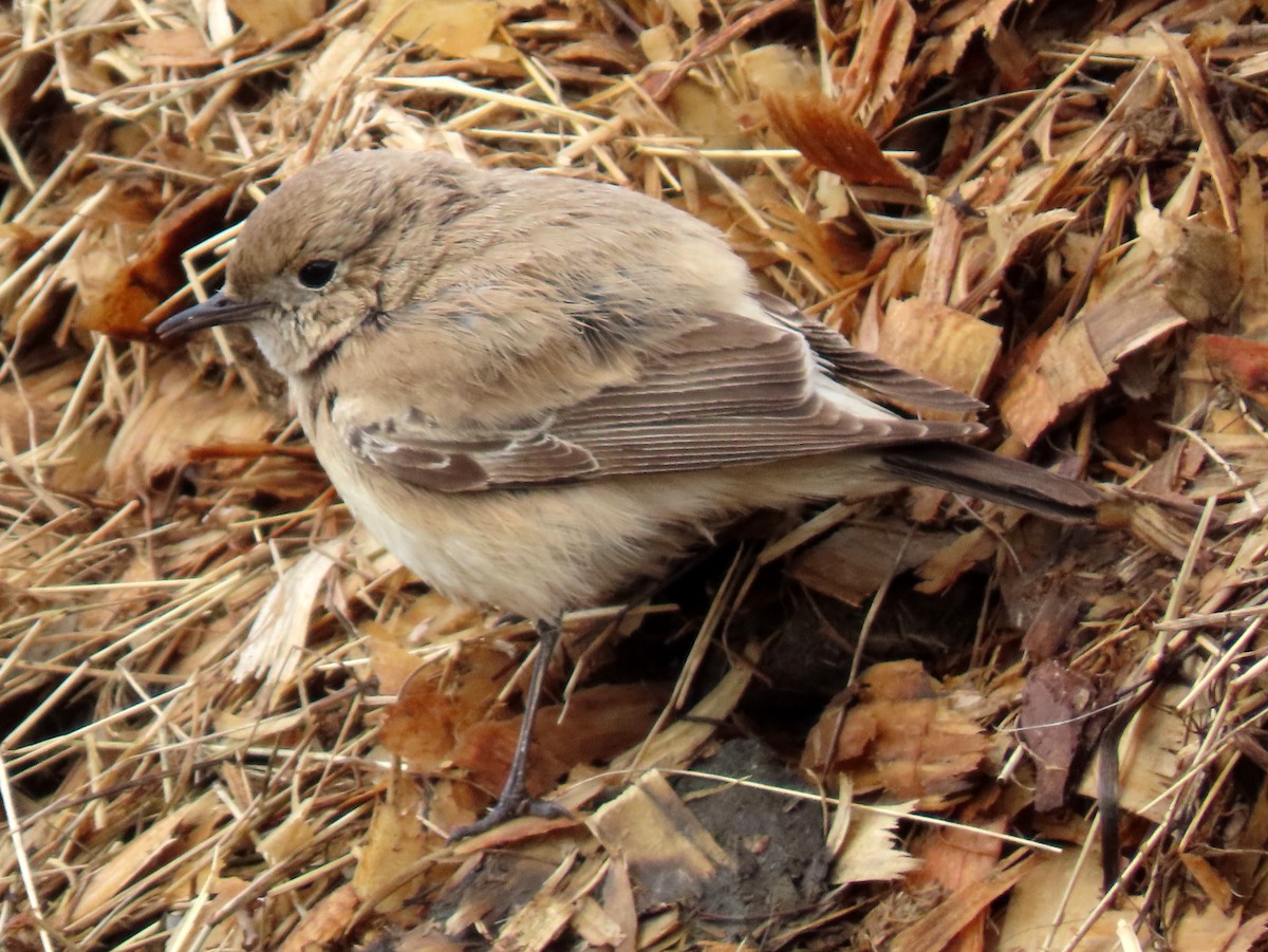 Desert Wheatear - ML646122072