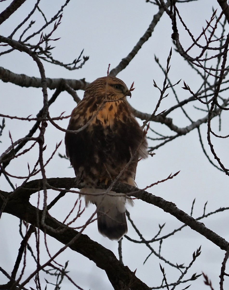 Zapelatz galtzaduna - ML646122075