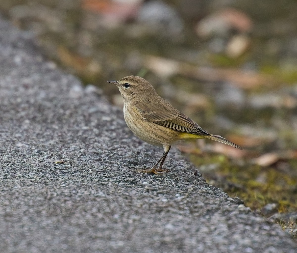 Palm Warbler - ML646122077