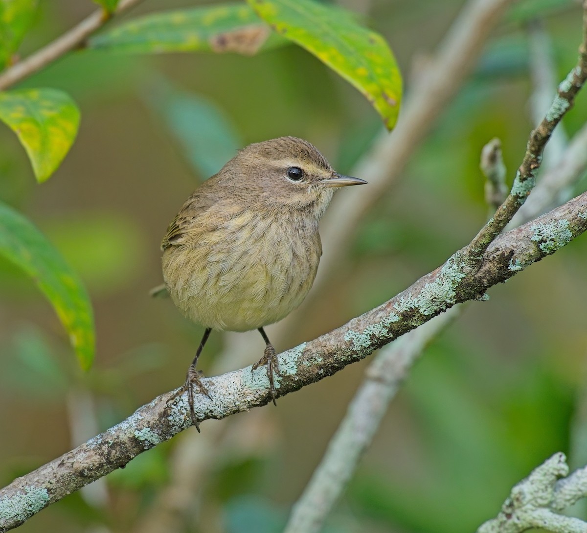 Palm Warbler - ML646122079
