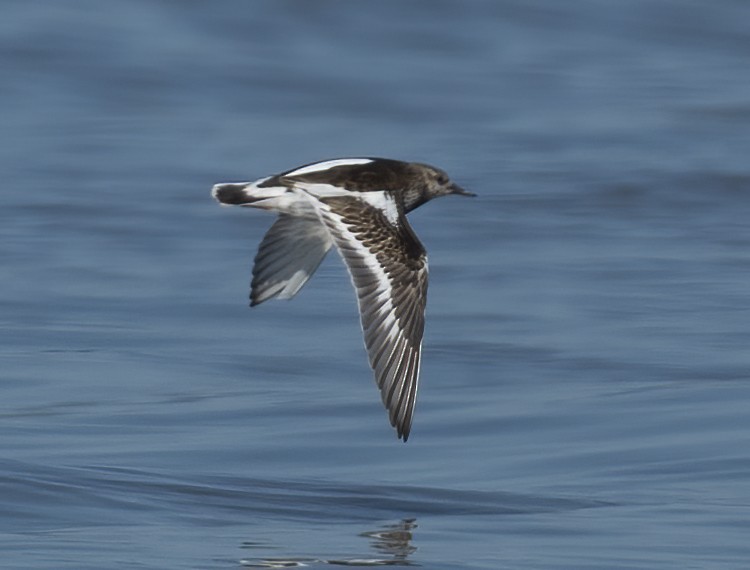 kamenáček pestrý - ML646122083