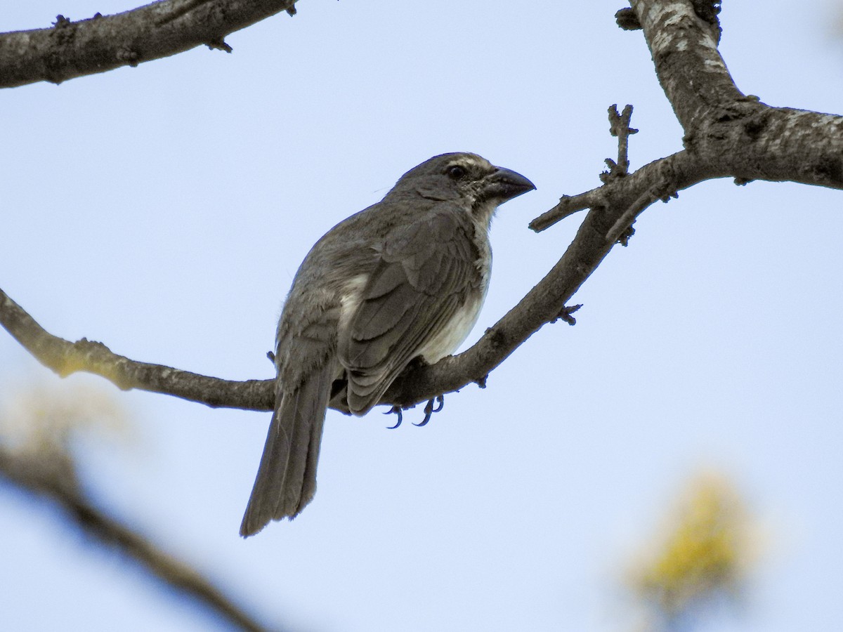 Streaked Saltator - ML646122088