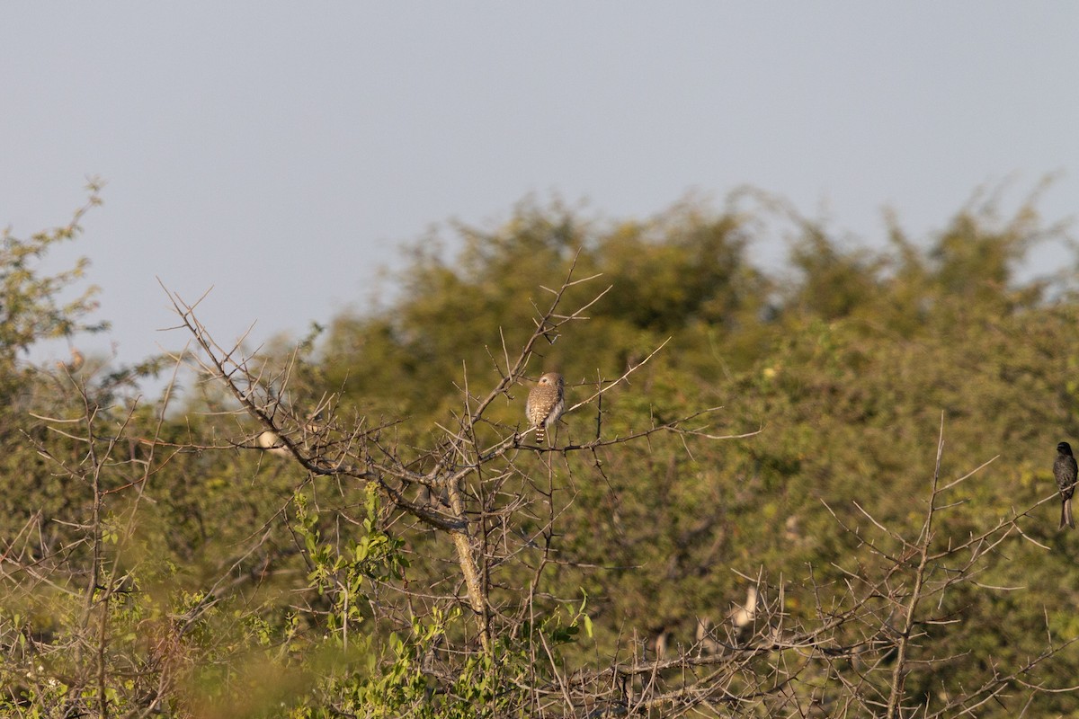 kulíšek perlový - ML646122089