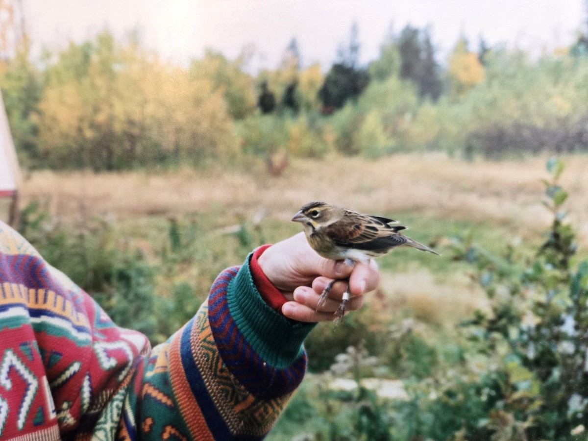 Dickcissel - ML646122090
