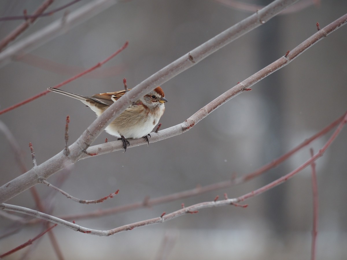 American Tree Sparrow - ML646122092