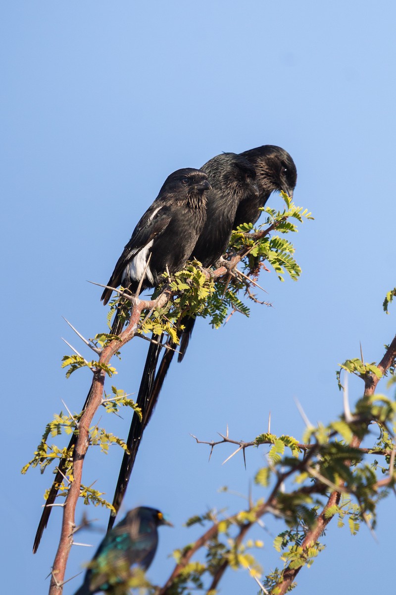 Magpie Shrike - ML646122096