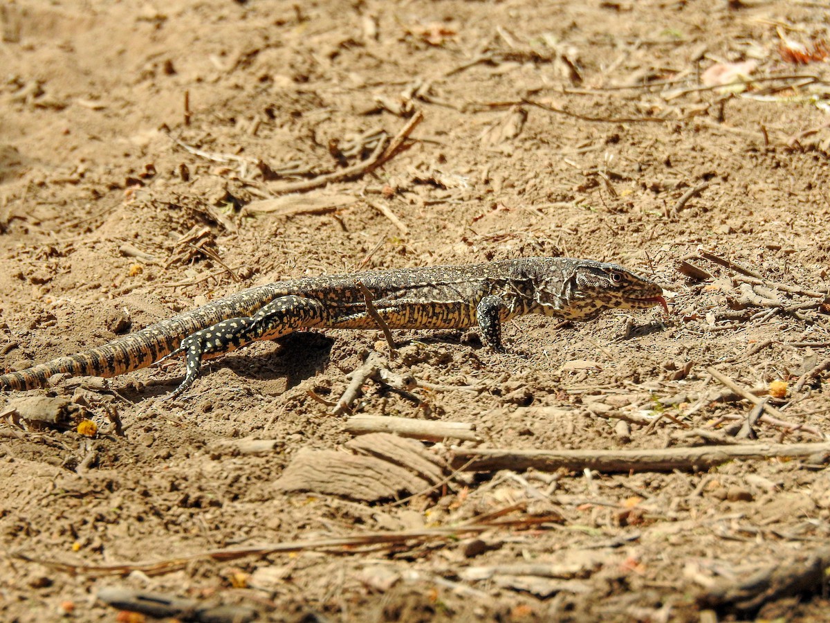 False Monitor - ML646122100