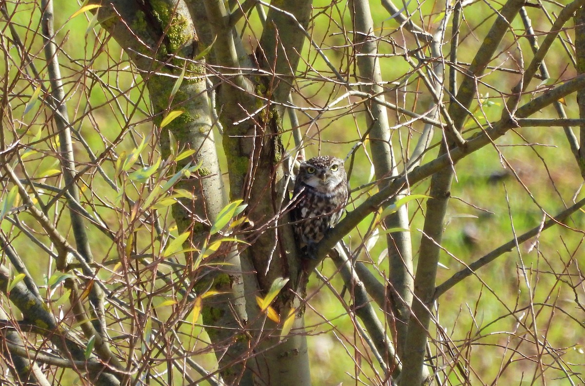 Little Owl - ML646122101