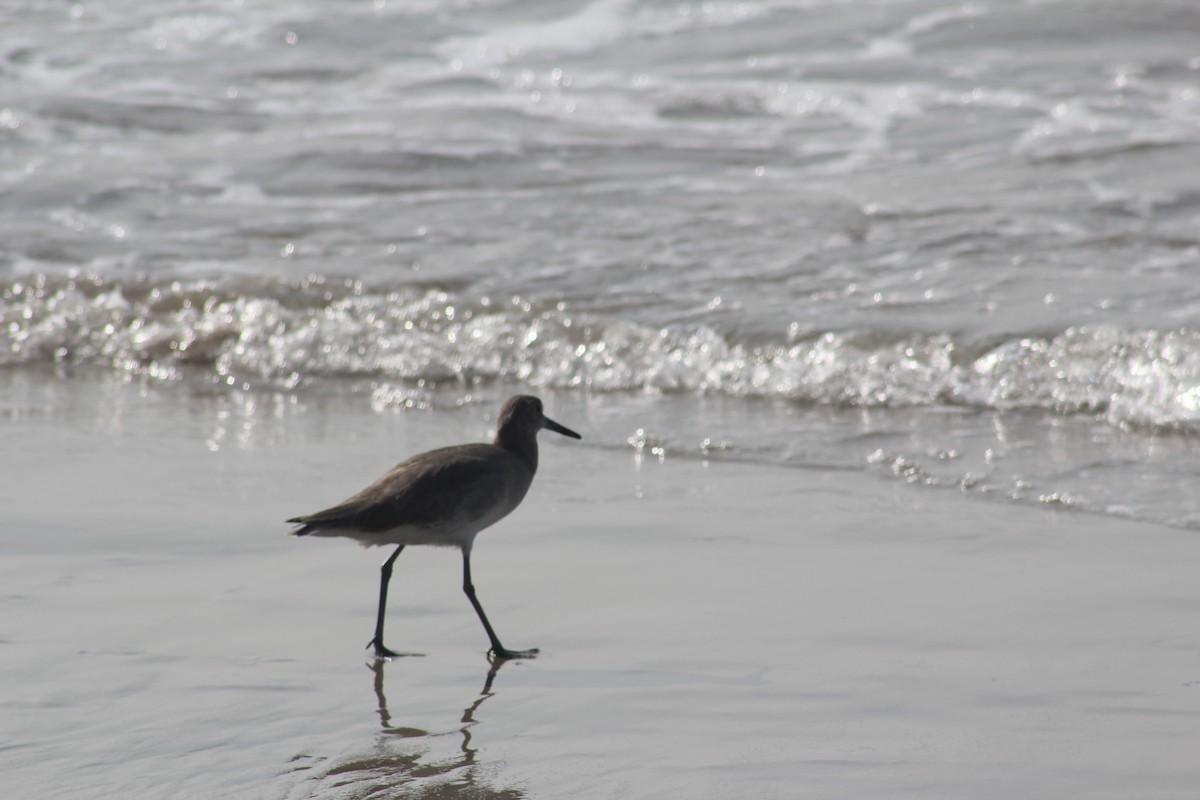 Willet - ML646122103