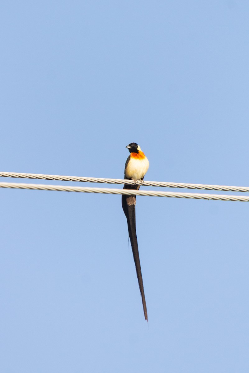 Eastern Paradise-Whydah - ML646122105