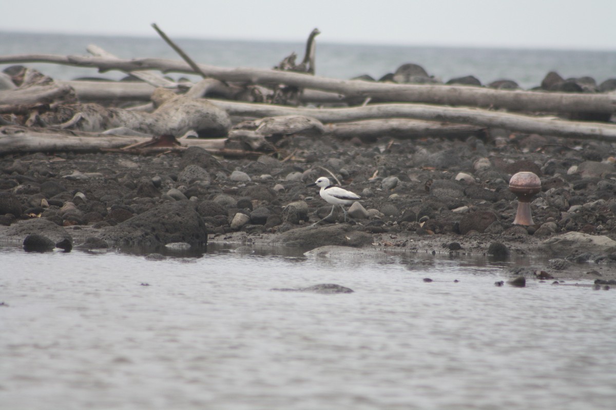 Eurasian Whimbrel - ML646122107