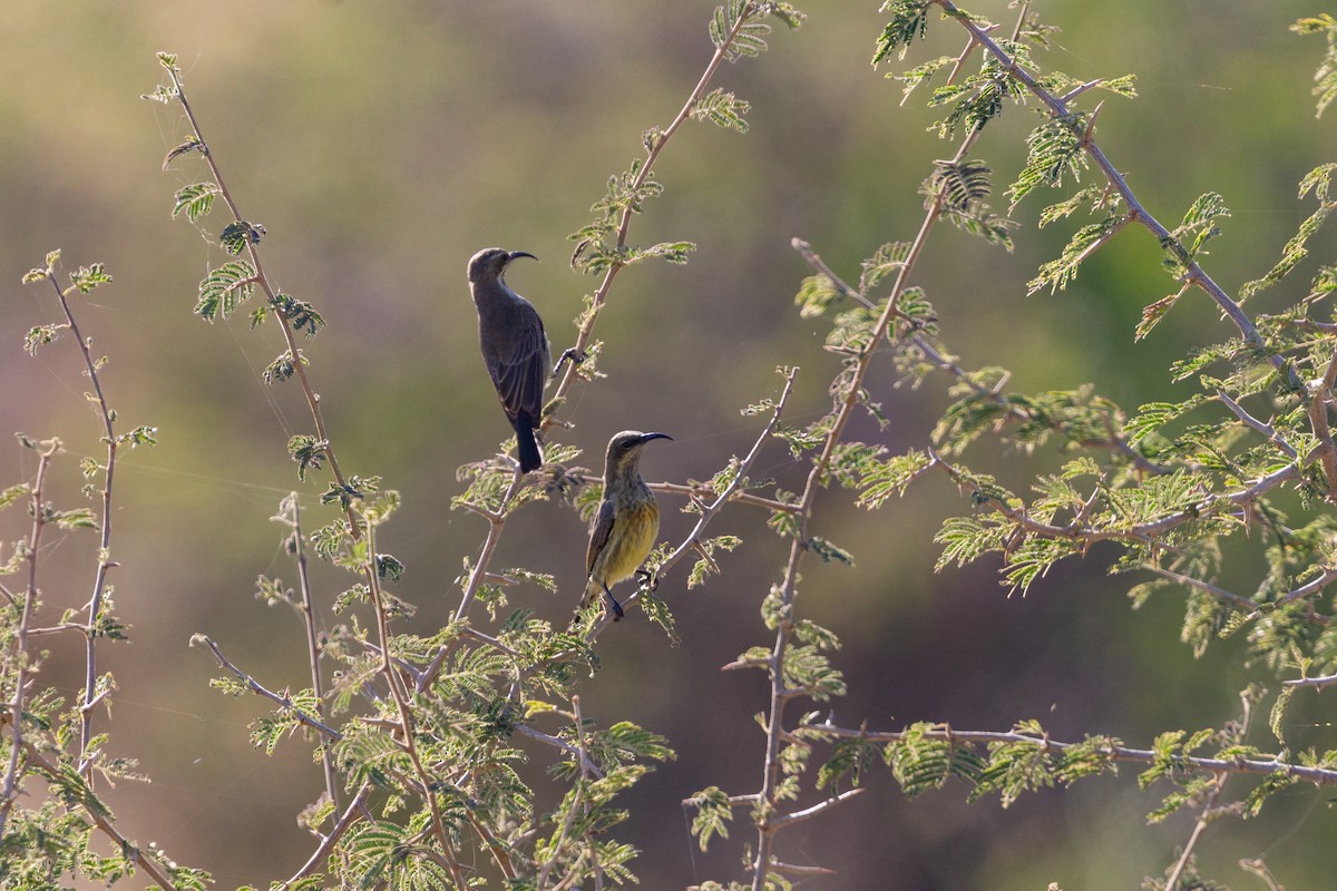 Marico Sunbird - ML646122109