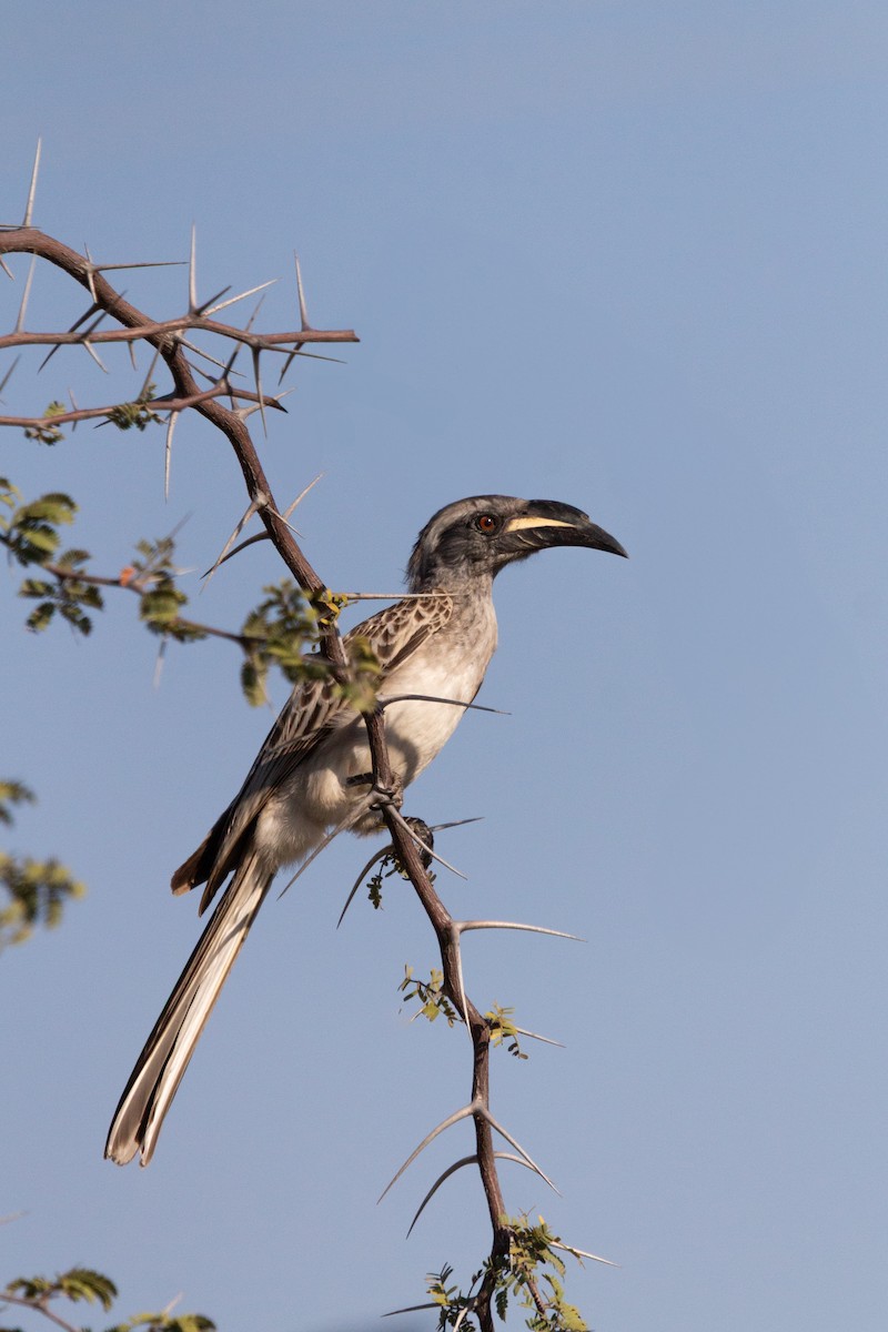 African Gray Hornbill - ML646122113