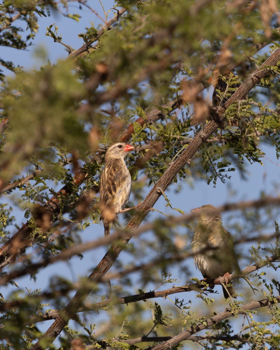 Red-billed Quelea - ML646122119
