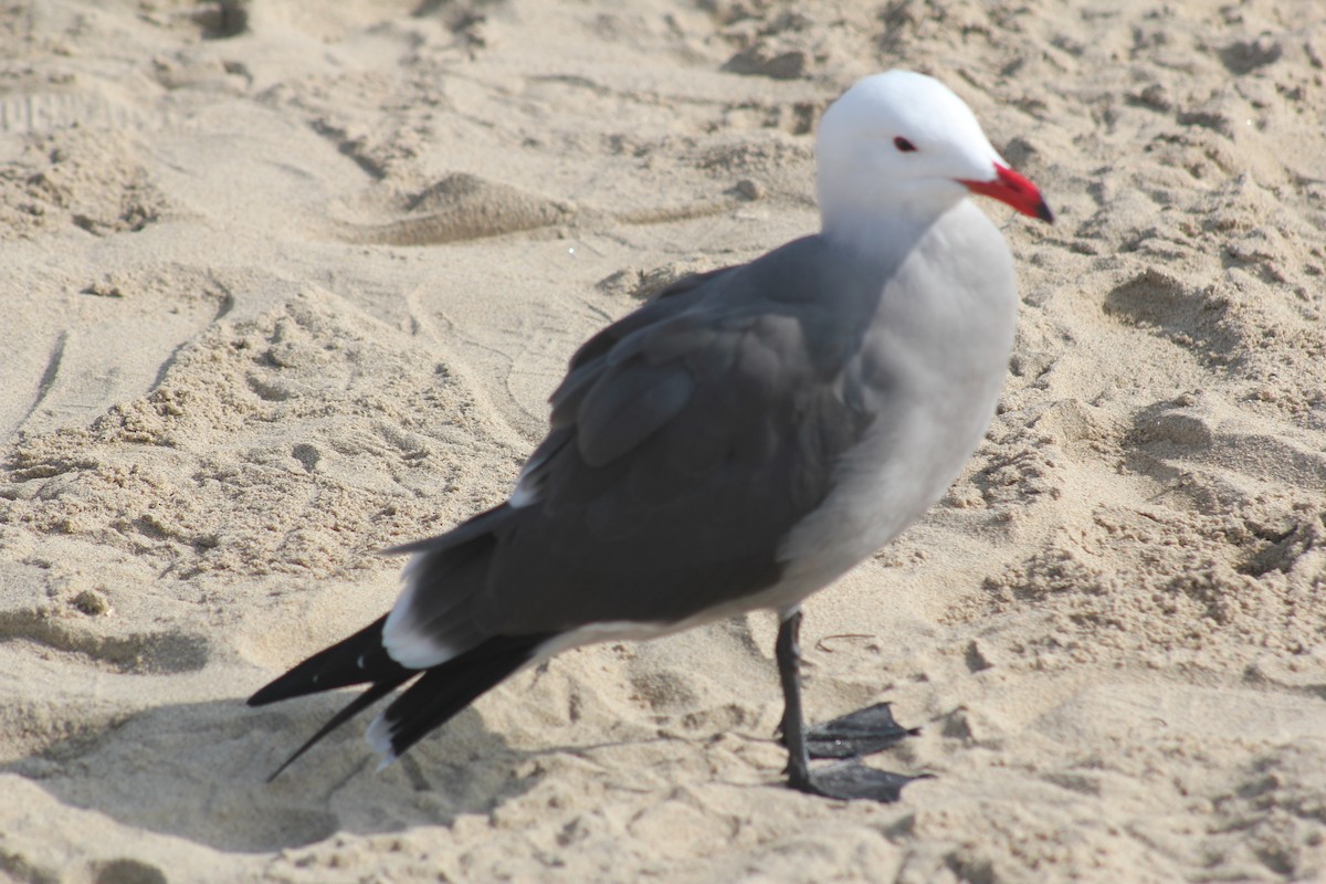Heermann's Gull - ML646122122