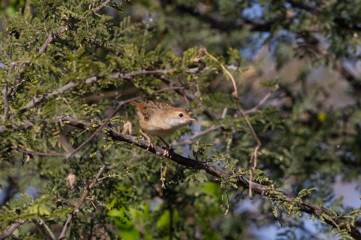 Rattling Cisticola - ML646122123
