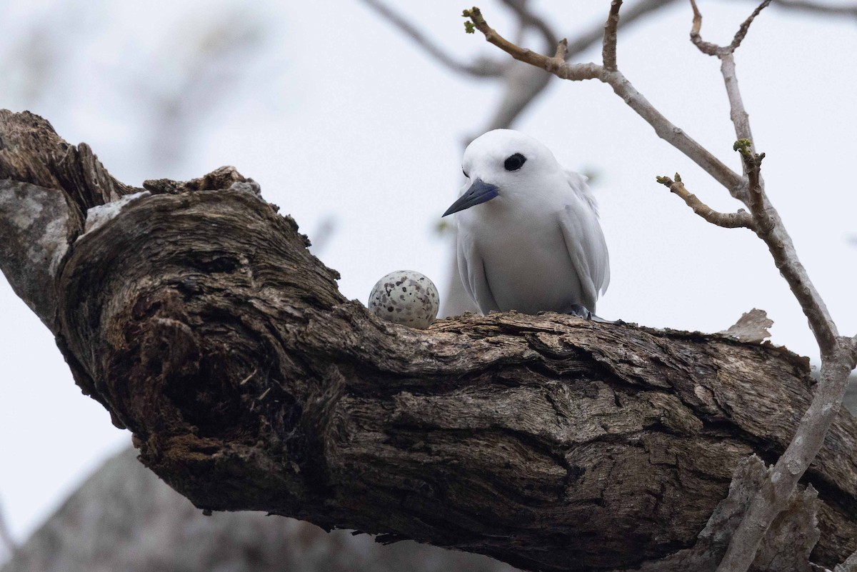 Blue-billed White-Tern - Eric VanderWerf
