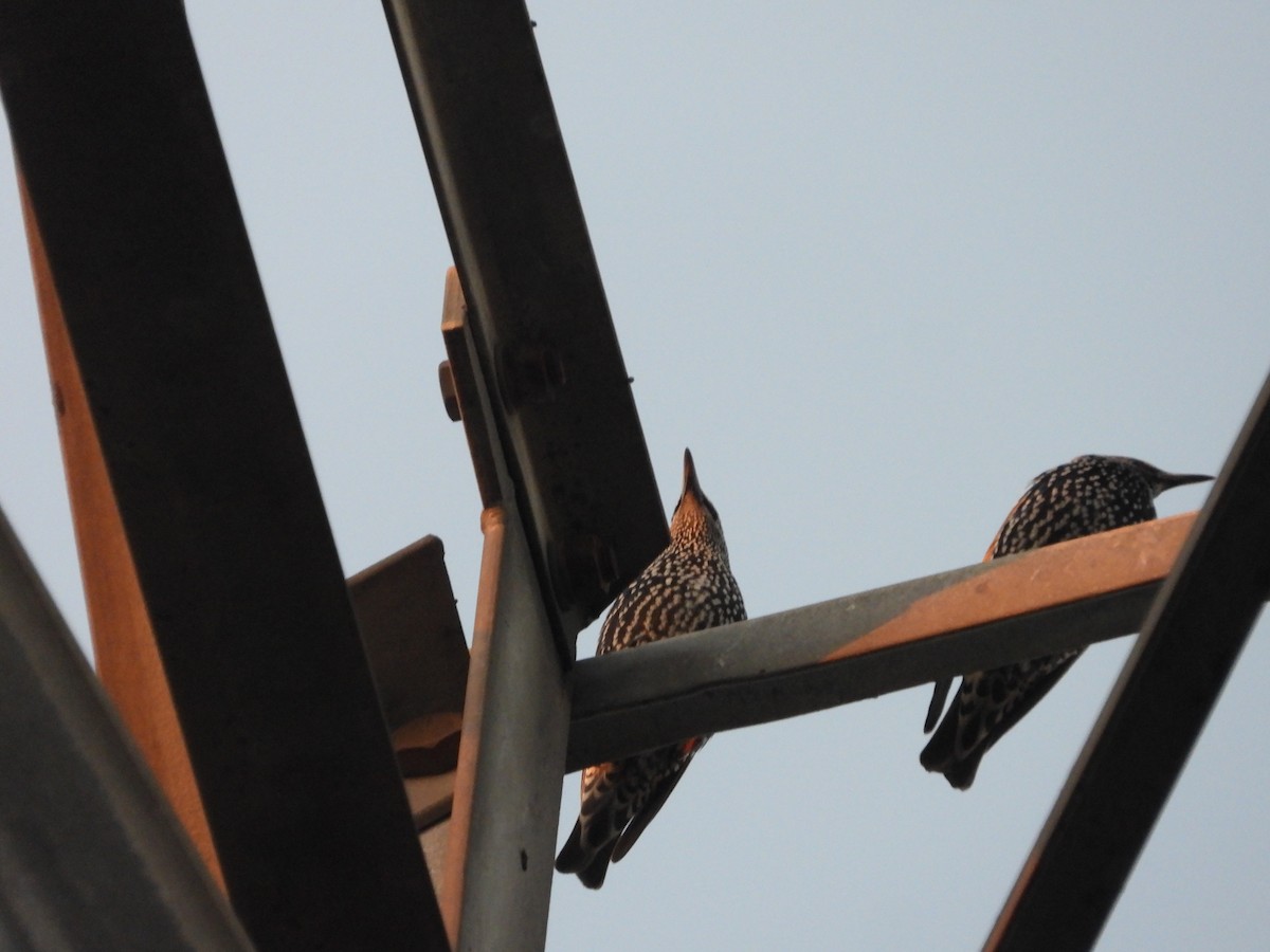 歐洲椋鳥 - ML646122127