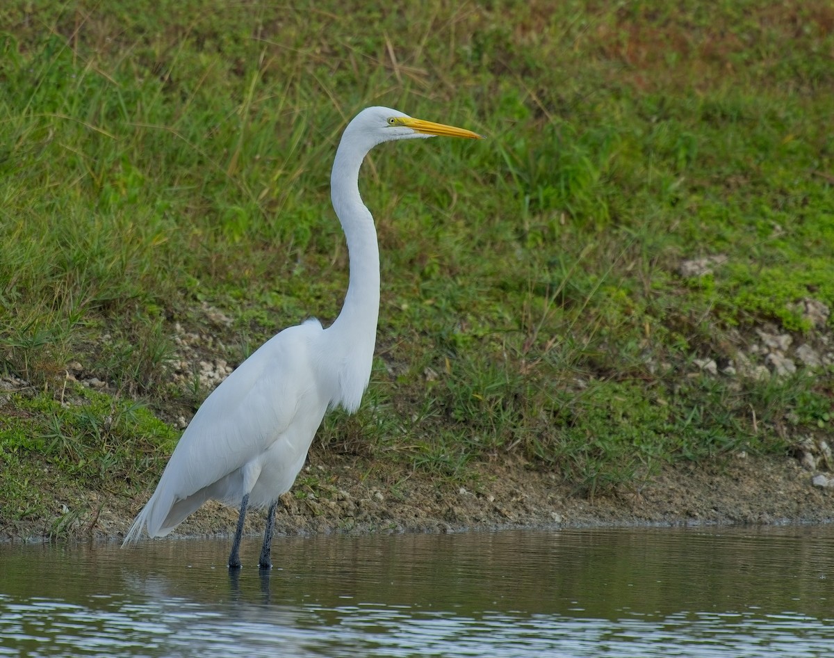 Great Egret - ML646122128