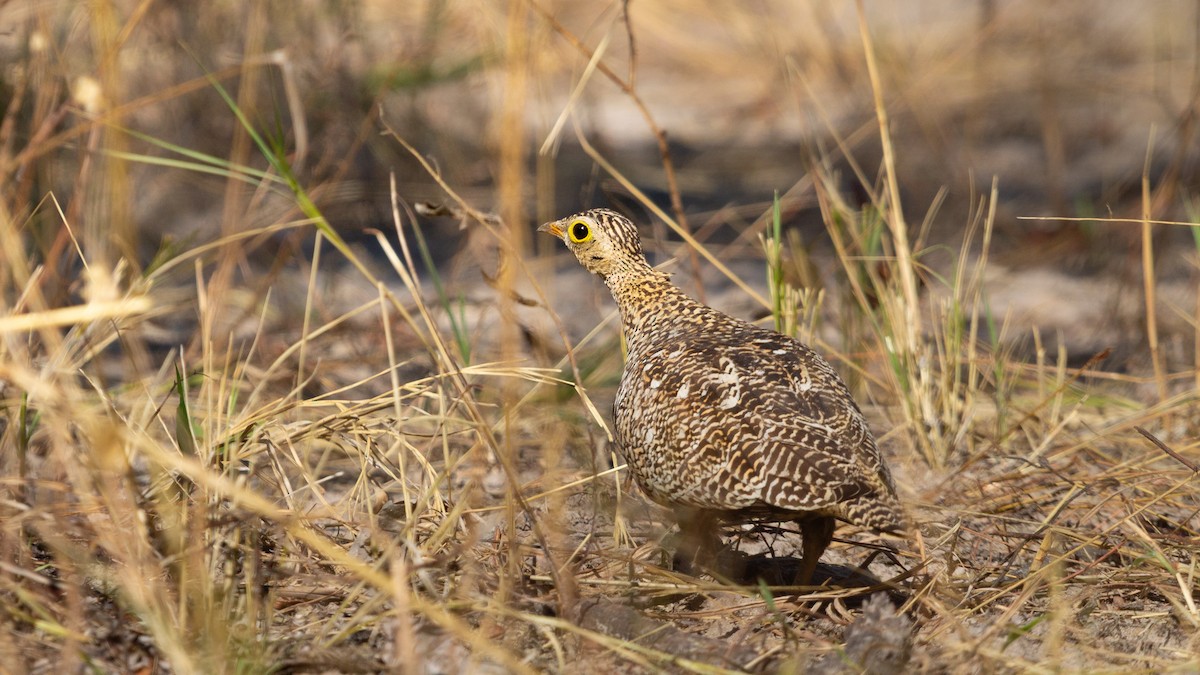 Double-banded Sandgrouse - ML646122137