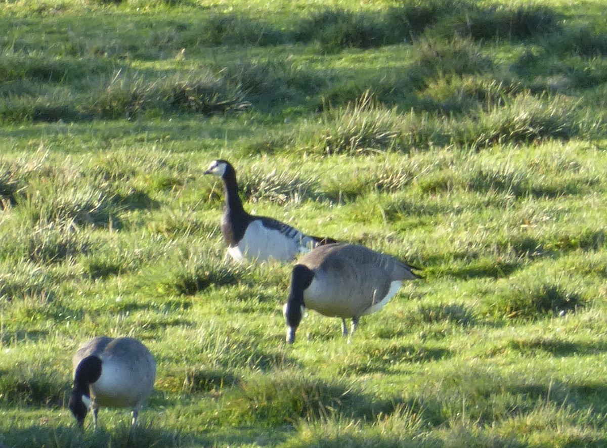 Barnacle Goose - ML646122138