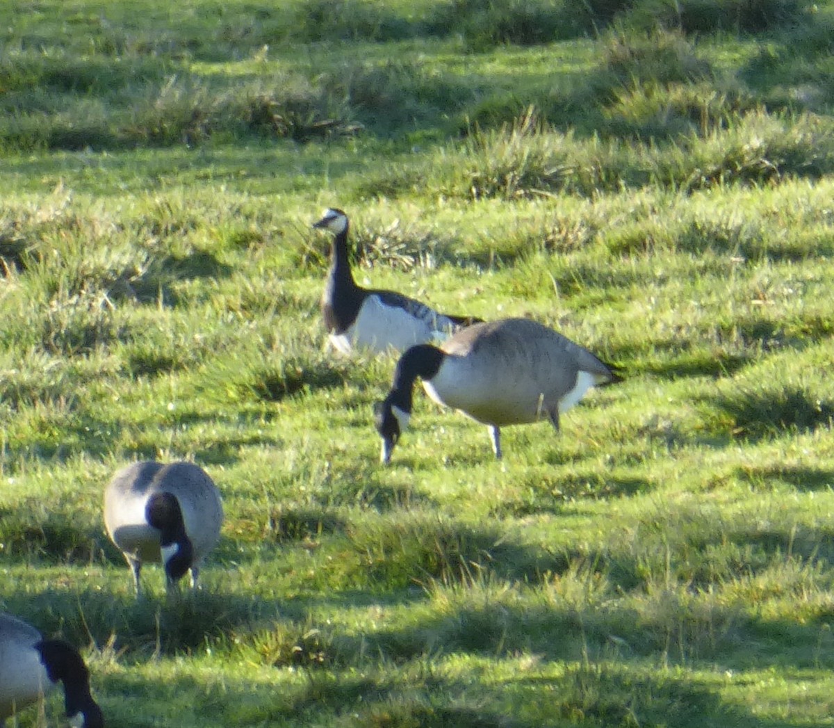 Barnacle Goose - ML646122139