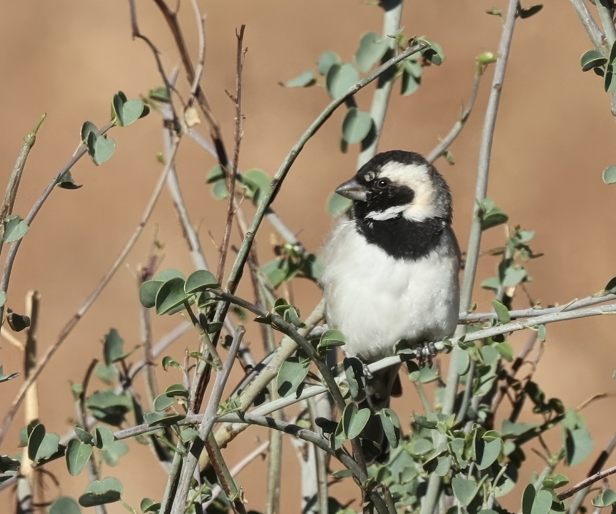 Cape Sparrow - ML646122141