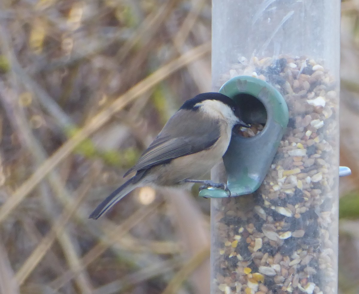 Willow Tit - ML646122144