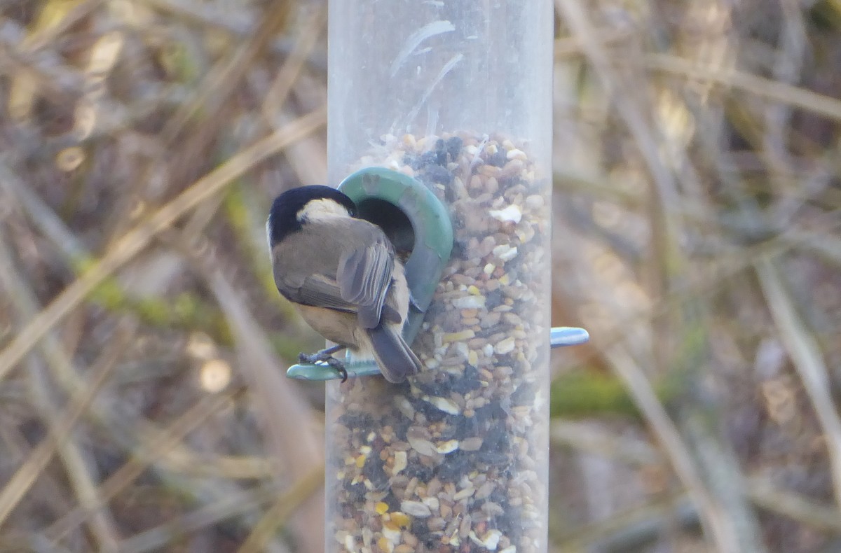 Willow Tit - ML646122145