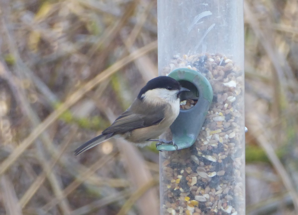 Willow Tit - ML646122146