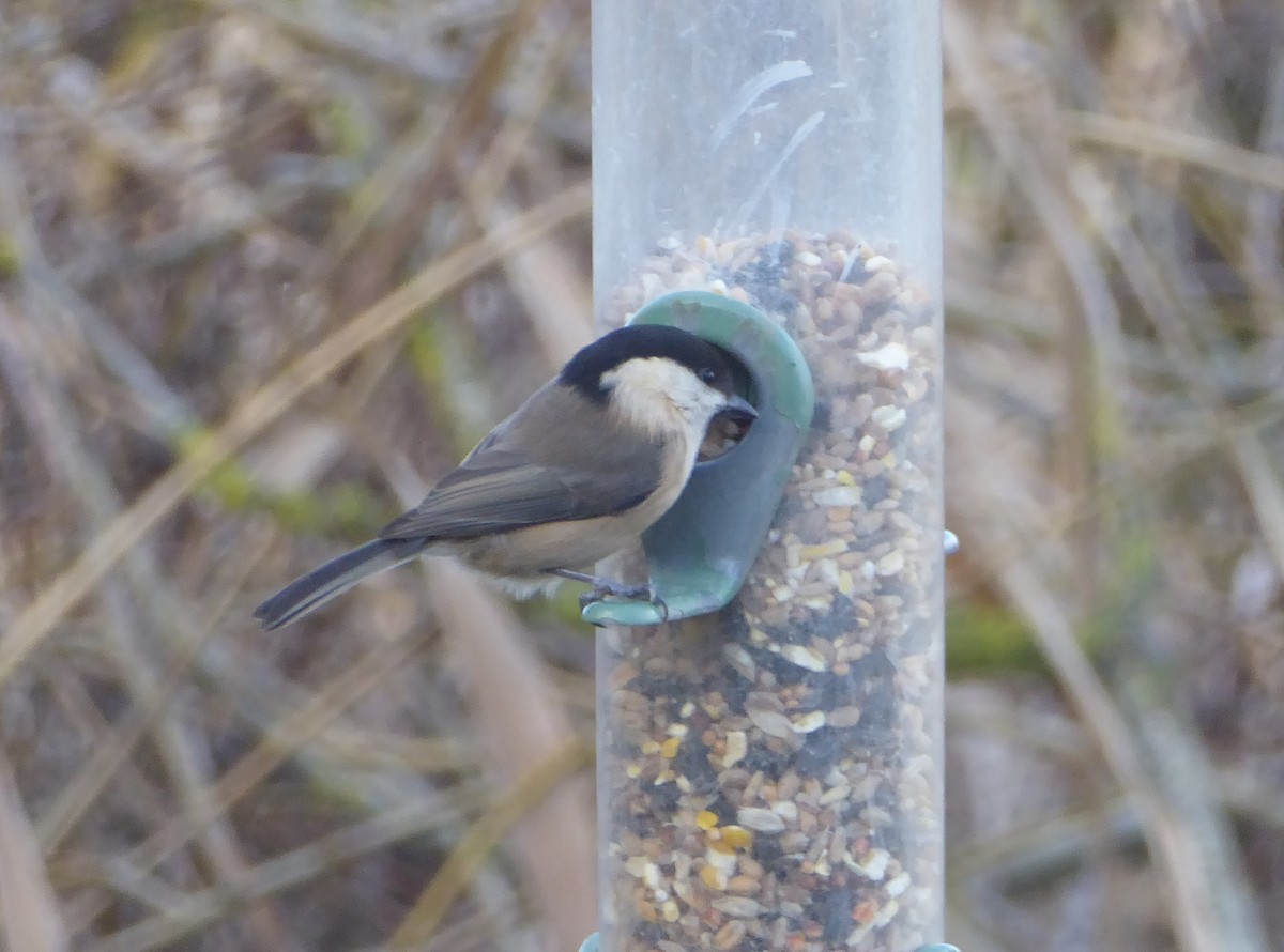 Willow Tit - ML646122148