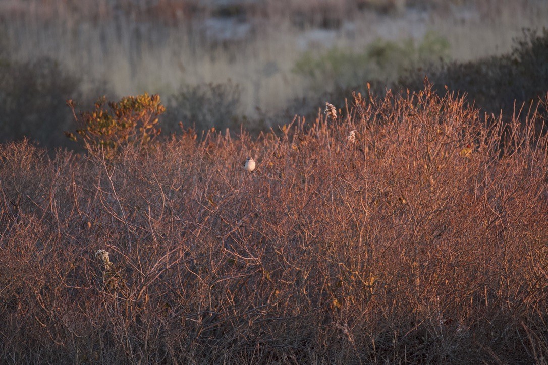 Northern Mockingbird - ML646122152