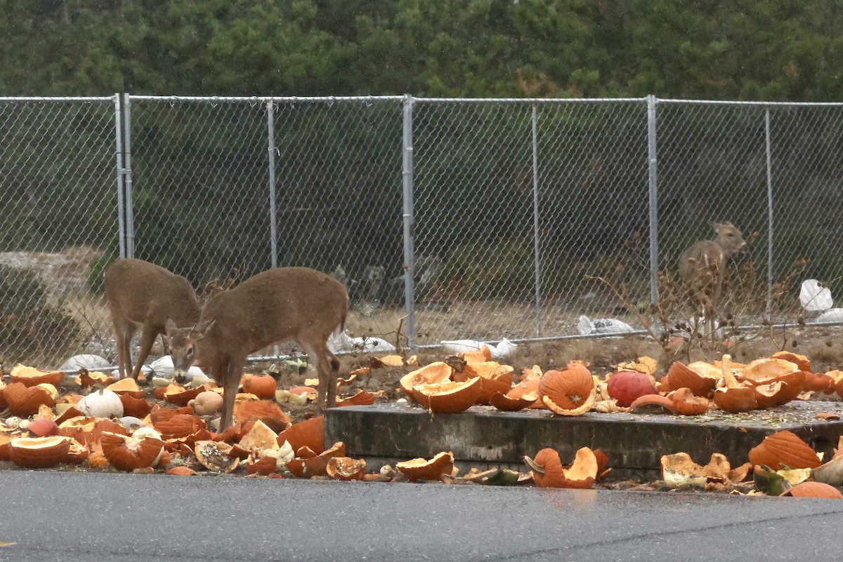 White-tailed Deer - ML646122153