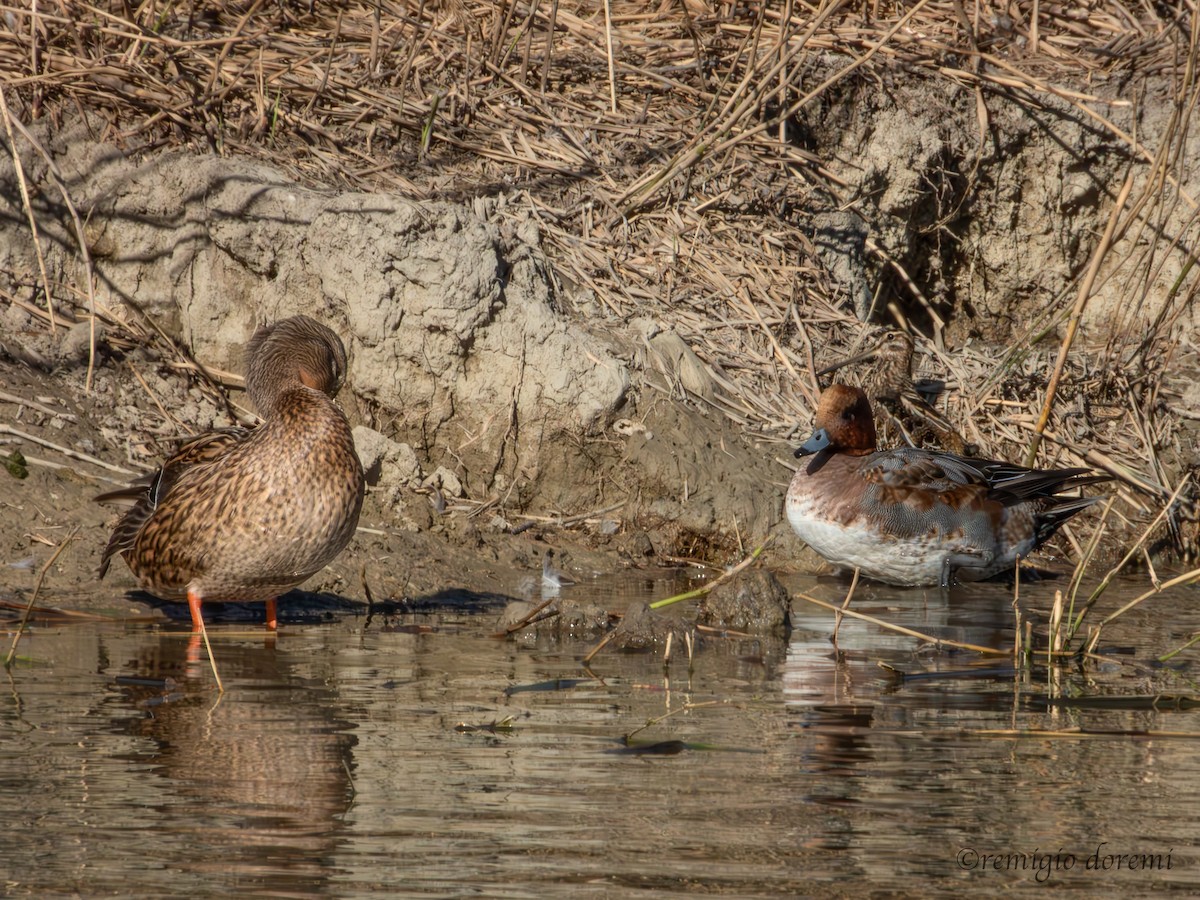 Eurasian Wigeon - ML646122154
