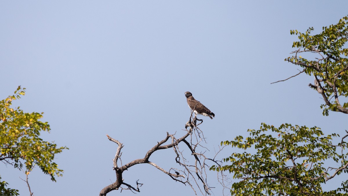 Schwarzbrust-Schlangenadler - ML646122156