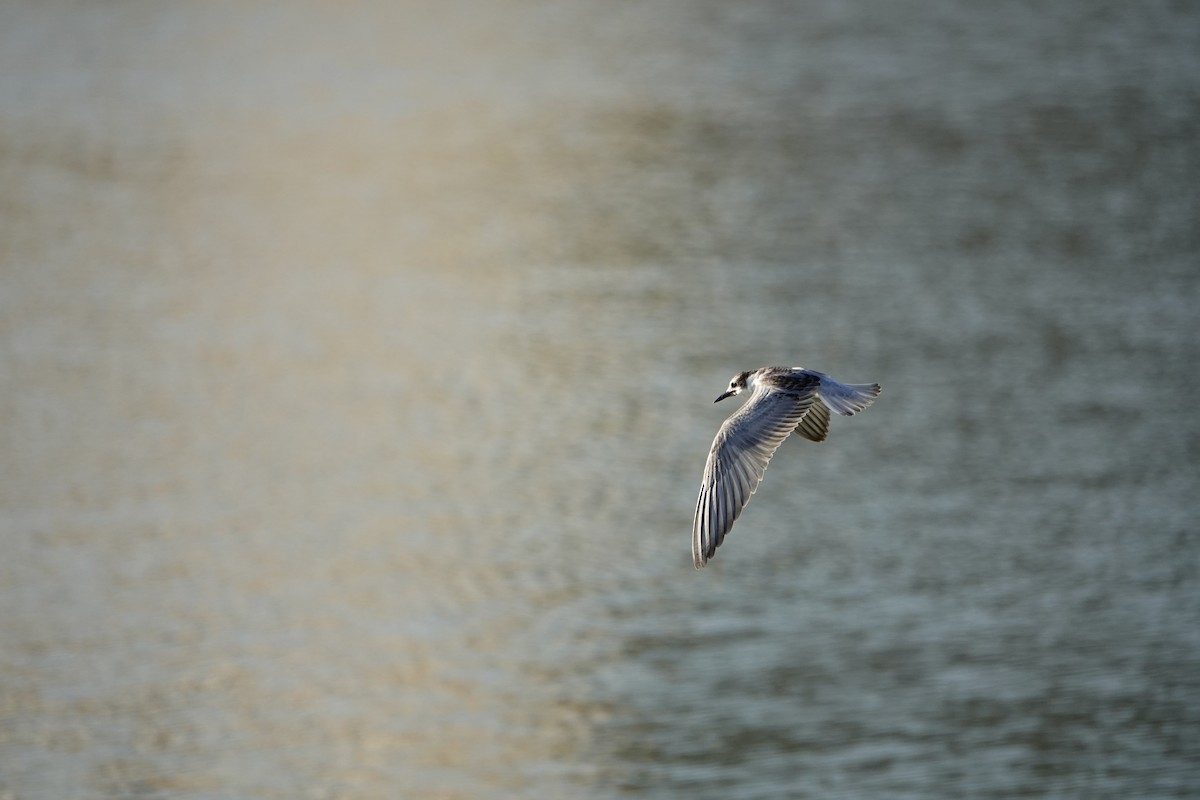 Little Tern - ML646122157